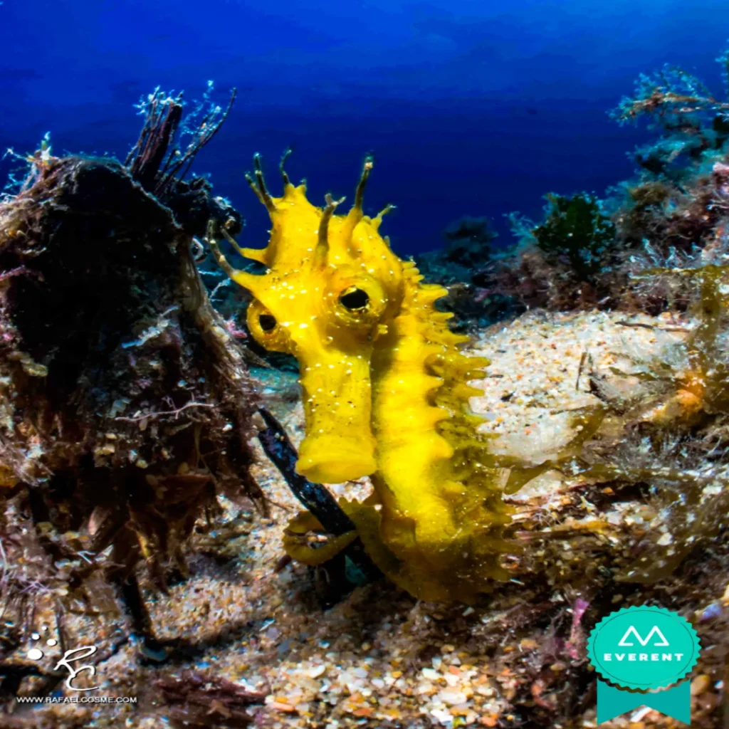 Buceo en girona