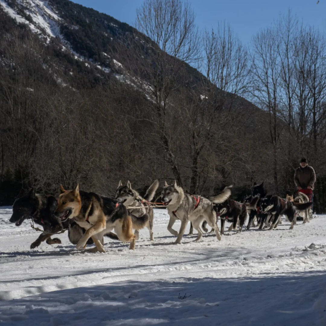 Aventura en la nieve Trineo de perros en Pineta, Bielsa