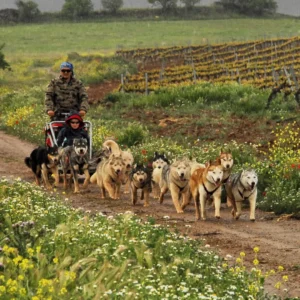 Paseo en trineo de perros en Zaragoza