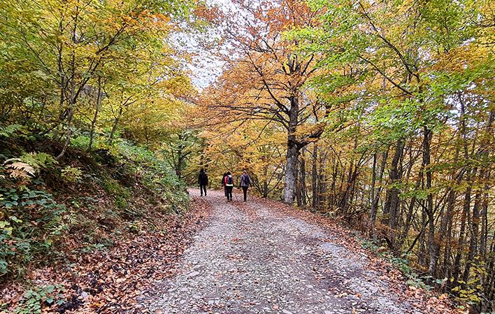 Ruta de senderismo bosque de Peloñu