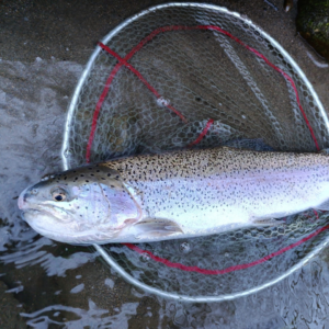 Pesca con mosca en el entorno natural de Guipúzcoa