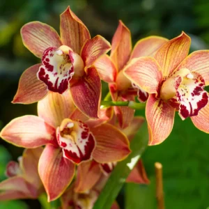 Ruta de las orquídeas silvestres en la Sierra de Alcaraz