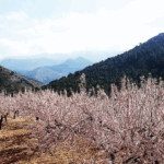 Ruta de los Almendros en Flor desde el Valle de Guadalest, Alicante.