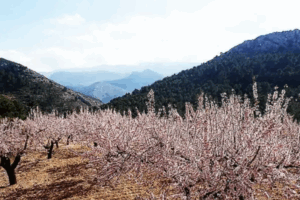 Ruta de los Almendros en Flor desde el Valle de Guadalest, Alicante.