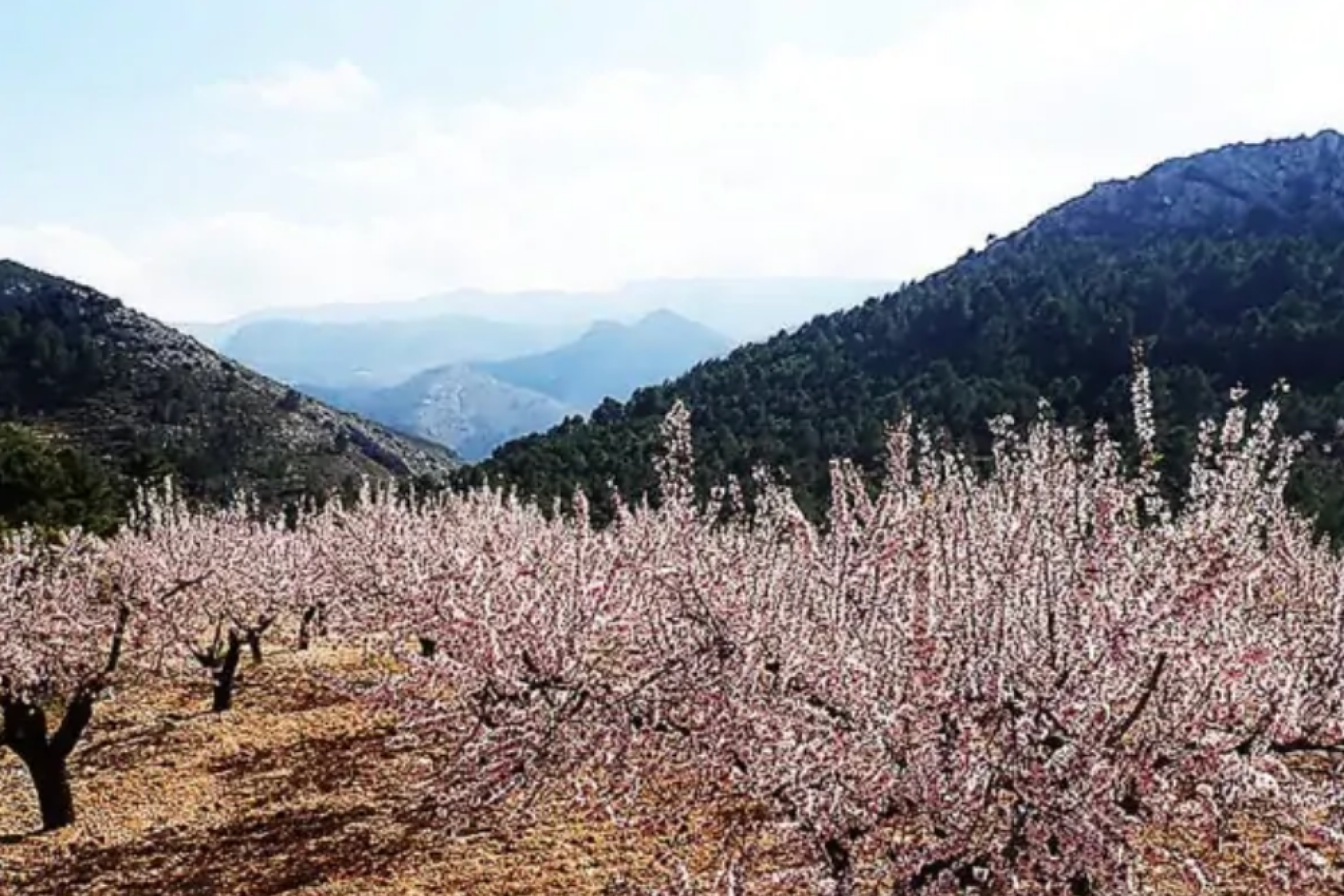 Ruta de los Almendros en Flor desde el Valle de Guadalest, Alicante.