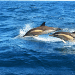 Avistamiento de delfines en Fuengirola, Málaga.