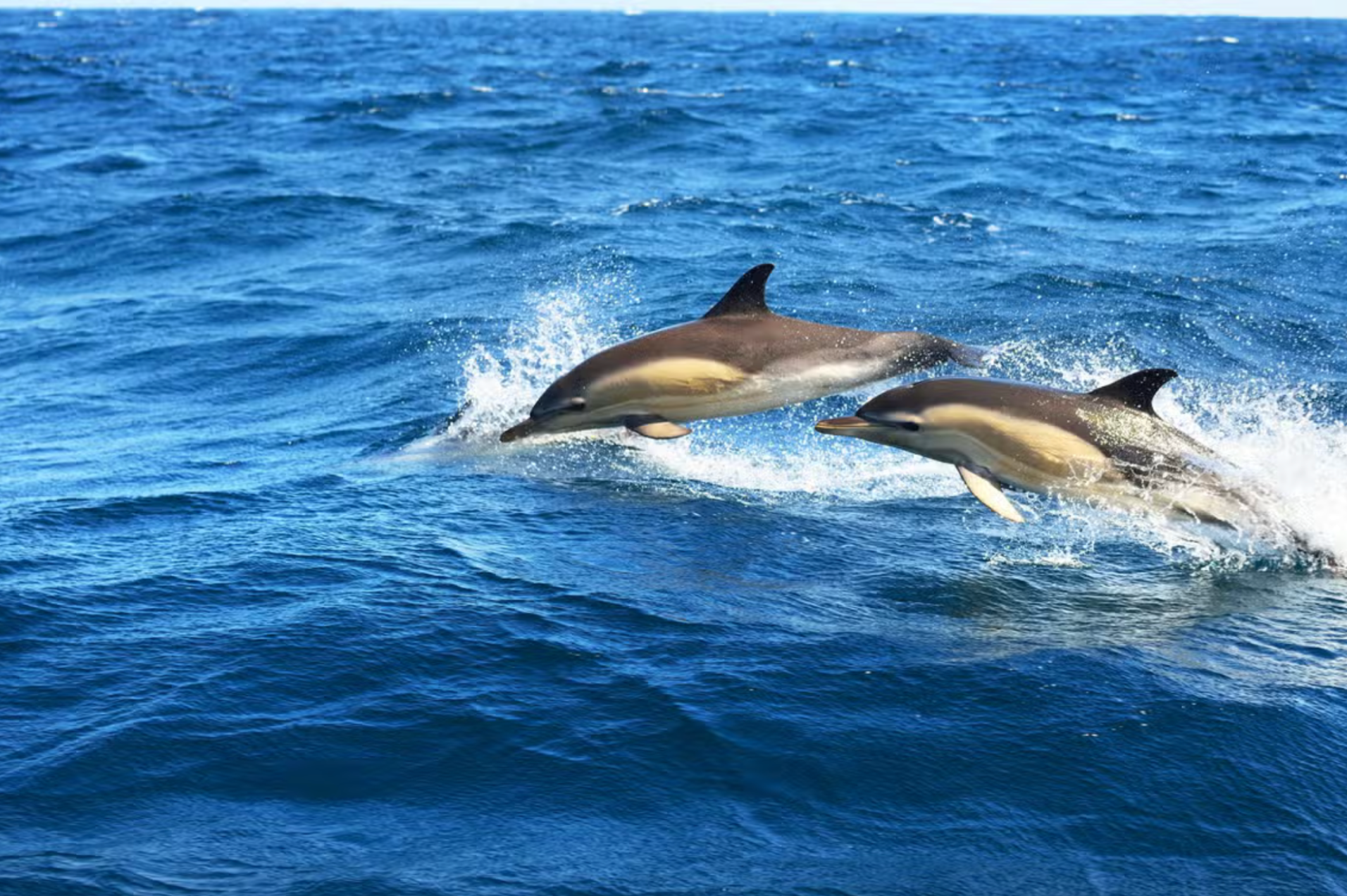 Avistamiento de delfines en Fuengirola, Málaga.