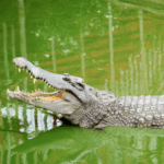 Entrada a Cocodrile Park en Torremolinos, Málaga.
